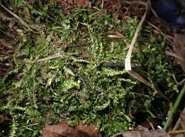 Attēlu rezultāti vaicājumam “Ptilidium pulcherrimum sporophyte”