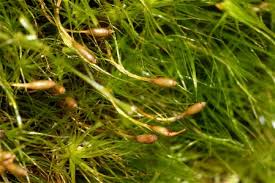 Attēlu rezultāti vaicājumam “Dicranodontium denudatum”