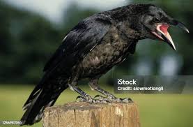 Attēlu rezultāti vaicājumam “Corvus corax adult”