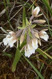 Attēlu rezultāti vaicājumam “Epipactis palustris flower”