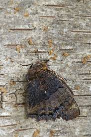 Attēlu rezultāti vaicājumam “Nymphalis polychloros underside”