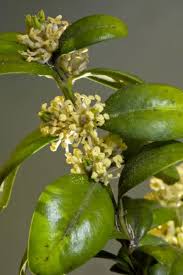 Attēlu rezultāti vaicājumam “Buxus sempervirens flower”