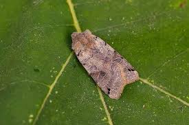 Attēlu rezultāti vaicājumam “Agrochola litura”