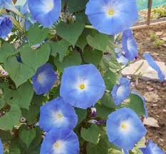 Image result for Ipomoea Heavenly Blue