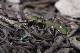Attēlu rezultāti vaicājumam “Cicindela campestris”