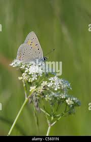 Attēlu rezultāti vaicājumam “Lycaena hippothoe male”