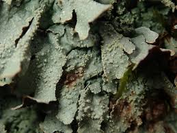 Attēlu rezultāti vaicājumam “Parmelia submontana”