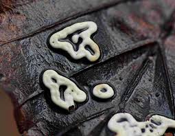 Attēlu rezultāti vaicājumam “Diderma deplanatum spores”