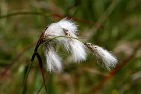Attēlu rezultāti vaicājumam “Eriophorum latifolium”