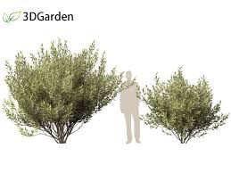 Attēlu rezultāti vaicājumam “Salix pentandra”