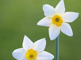 Attēlu rezultāti vaicājumam “Narcissus”