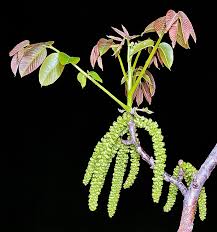 Attēlu rezultāti vaicājumam “Juglans x sinensis”