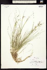 Attēlu rezultāti vaicājumam “Juncus compressus”