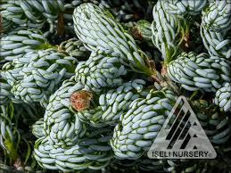 Attēlu rezultāti vaicājumam “Abies”