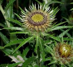 Attēlu rezultāti vaicājumam “Carlina biebersteinii leaf”