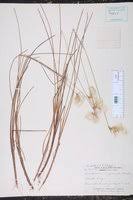 Attēlu rezultāti vaicājumam “Eriophorum gracile fruit”