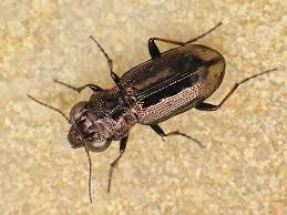 Attēlu rezultāti vaicājumam “Notiophilus biguttatus”