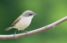 Attēlu rezultāti vaicājumam “Sylvia curruca adult”