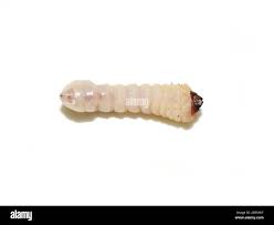 Attēlu rezultāti vaicājumam “Cerambycidae larva”