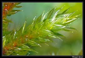 Attēlu rezultāti vaicājumam “Leucodon sciuroides”