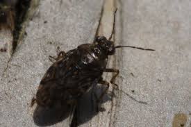 Attēlu rezultāti vaicājumam “Saldula saltatoria”