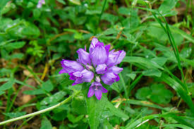Attēlu rezultāti vaicājumam “Campanula cervicaria flower”