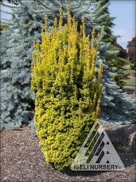 Attēlu rezultāti vaicājumam “Taxus”