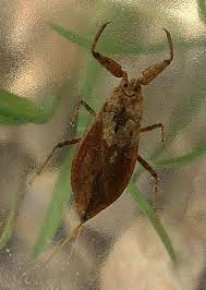 Attēlu rezultāti vaicājumam “Nepa cinerea nymph”