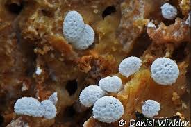 Attēlu rezultāti vaicājumam “Ceratiomyxa morchella macro”