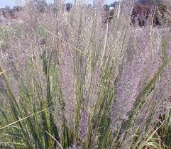 Attēlu rezultāti vaicājumam “Calamagrostis arundinacea”