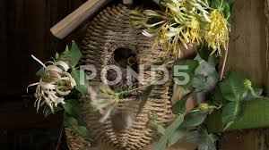 Attēlu rezultāti vaicājumam “Troglodytes troglodytes nest”