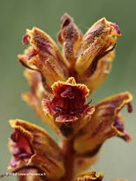 Attēlu rezultāti vaicājumam “Orobanche coerulescens flower”