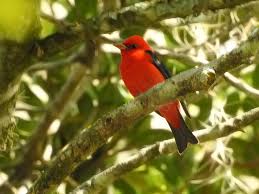 Image result for Piranga olivacea