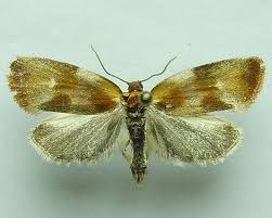 Attēlu rezultāti vaicājumam “Eulia ministrana”