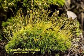 Attēlu rezultāti vaicājumam “Dicranales”