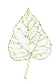 Attēlu rezultāti vaicājumam “Populus tremula leaf”