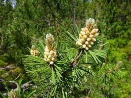 Attēlu rezultāti vaicājumam “Pinus mugo male flower”