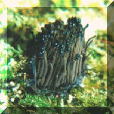 Attēlu rezultāti vaicājumam “Stemonitis axifera spores”