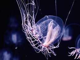 Attēlu rezultāti vaicājumam “Polypogon tentacularius male”