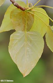 Attēlu rezultāti vaicājumam “Populus x gileadensis leaf”