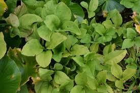 Attēlu rezultāti vaicājumam “Menyanthes trifoliata leaf”