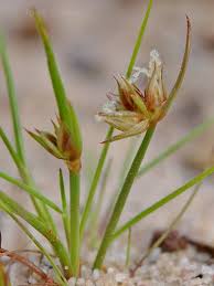 Attēlu rezultāti vaicājumam “Juncus capitatus”