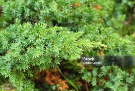 Attēlu rezultāti vaicājumam “Juniperus communis leaf”