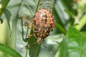 Attēlu rezultāti vaicājumam “Pinthaeus sanguinipes”