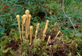 Attēlu rezultāti vaicājumam “Clavariadelphus ligula”