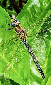 Attēlu rezultāti vaicājumam “Brachytron pratense”