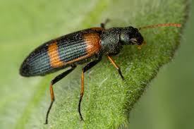 Attēlu rezultāti vaicājumam “Tenebrionidae”