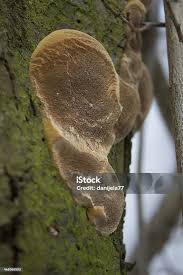 Attēlu rezultāti vaicājumam “Polyporus varius”