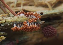 Attēlu rezultāti vaicājumam “Arcyria cinerea spores”