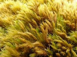 Attēlu rezultāti vaicājumam “Grimmia muehlenbeckii”